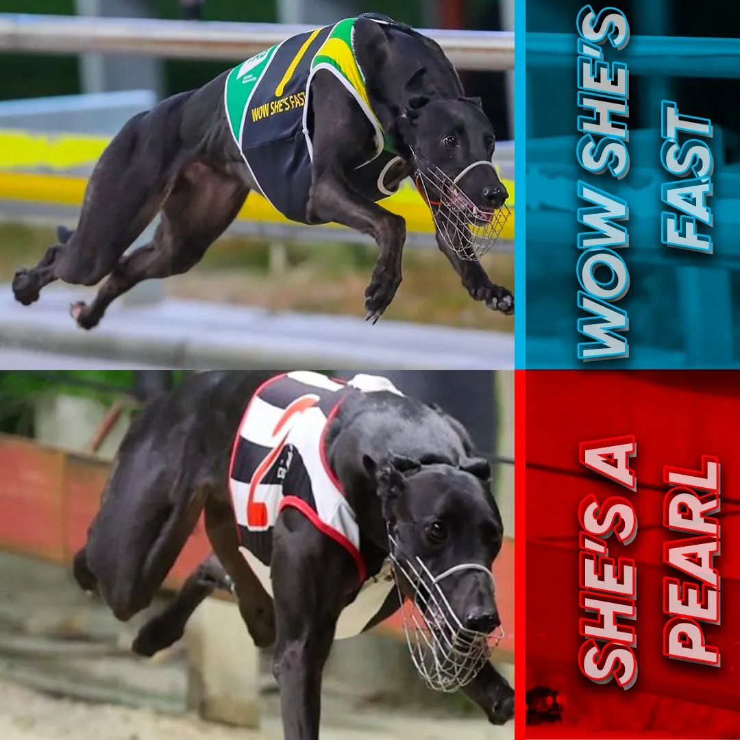 FREE: Sandown Greyhounds Tip Sheet & Staking Plan: Saturday 12th November Image