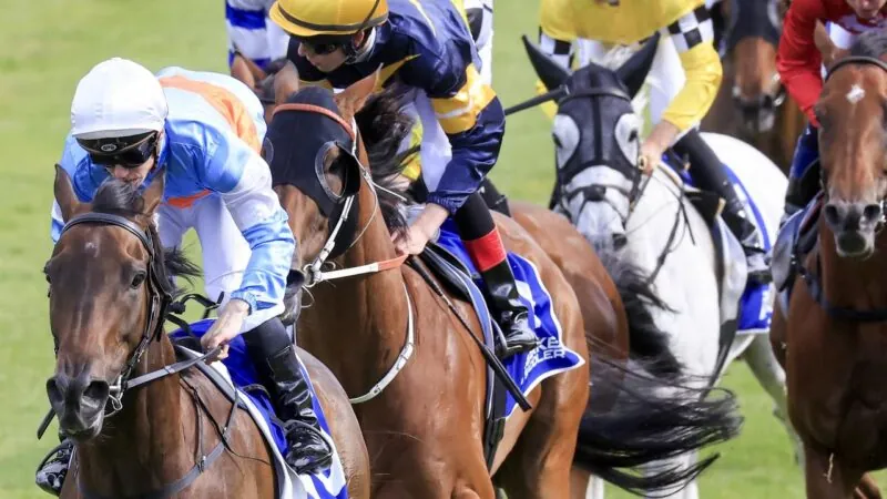Black Book: Horses You Must Follow From Kembla Grange 19/11 Image