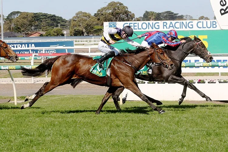 Geelong Tip Sheet & Staking Plan: Wednesday 21st October Image