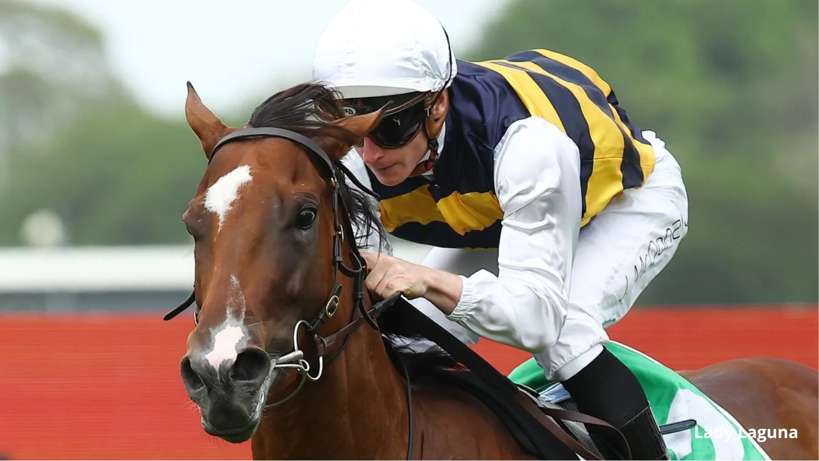 FREE: Rosehill Tip Sheet & Staking Plan: Saturday 24th February Image
