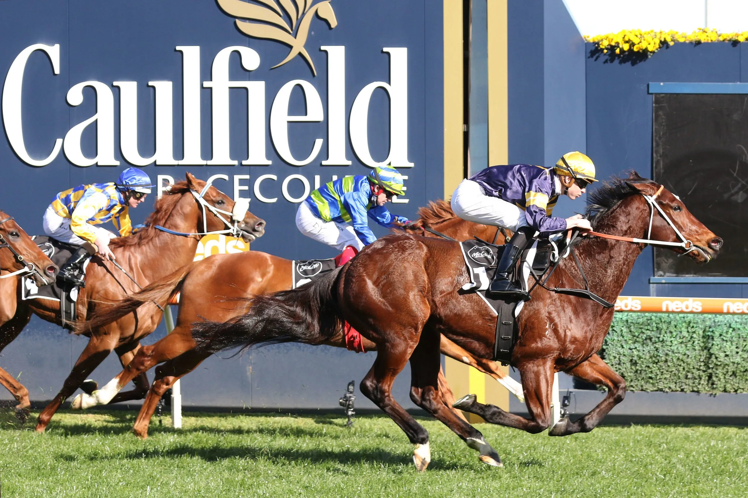 FREE: Caulfield Tip Sheet & Staking Plan: Saturday 26th February Image