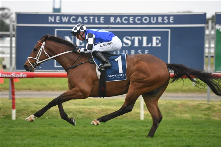 Newcastle Tip Sheet & Staking Plan: Saturday 14th November Image