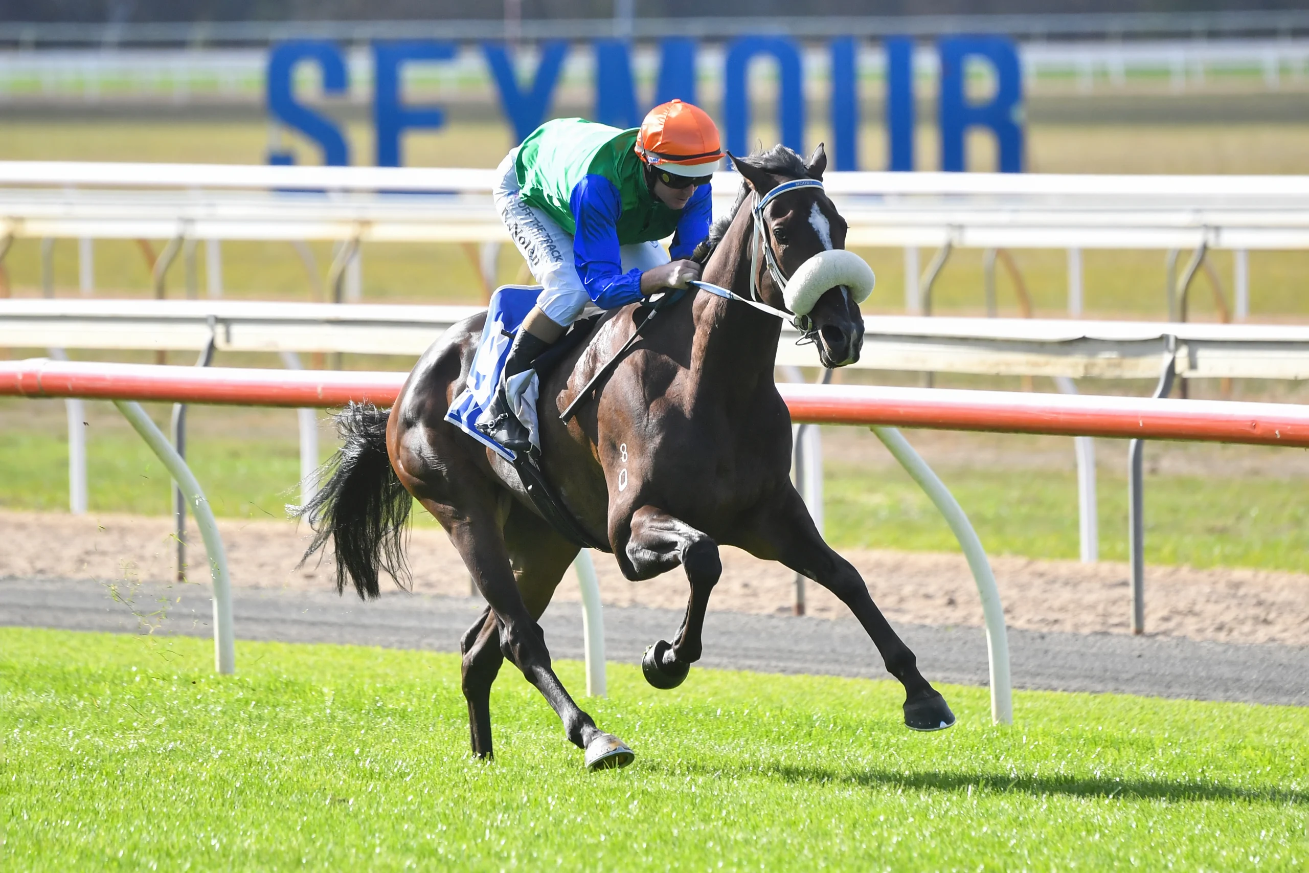FREE: Seymour Tip Sheet & Staking Plan: Wednesday 12th February Image