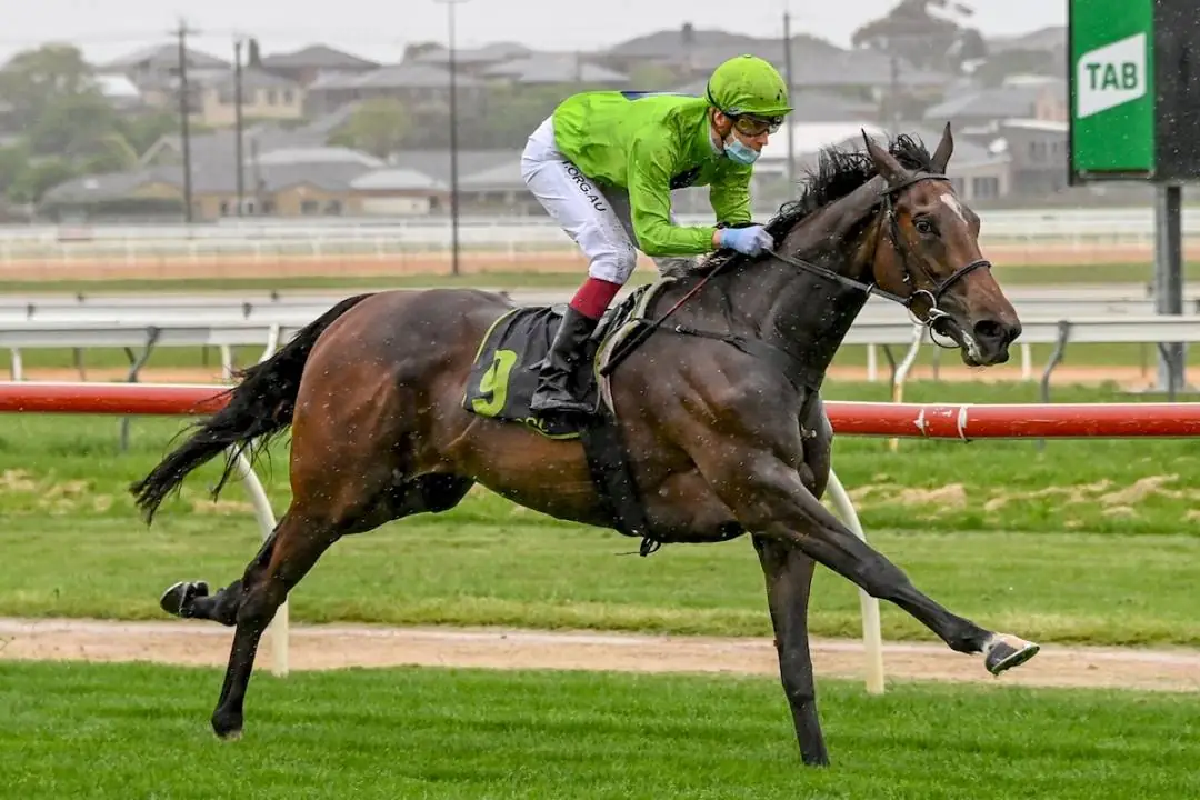 Tralee Rose Set For Big Staying Future Image