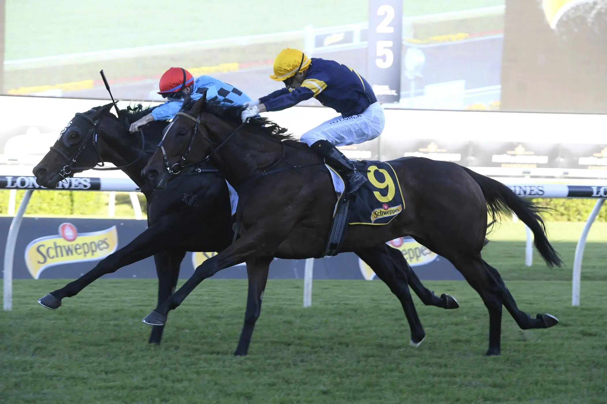 Randwick Kensington Tip Sheet & Staking Plan: Wednesday 7th July Image