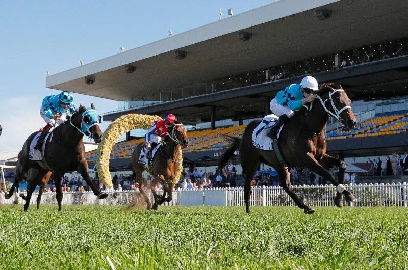 Black Book: Horses You Must Follow From Rosehill 13/9 Image