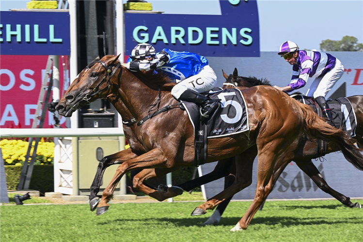 FREE: Rosehill Tip Sheet & Staking Plan: Saturday 29th March Image
