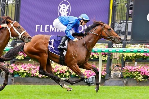 AUSTRALIAN CUP ON THE CARDS FOR OBSERVER Image