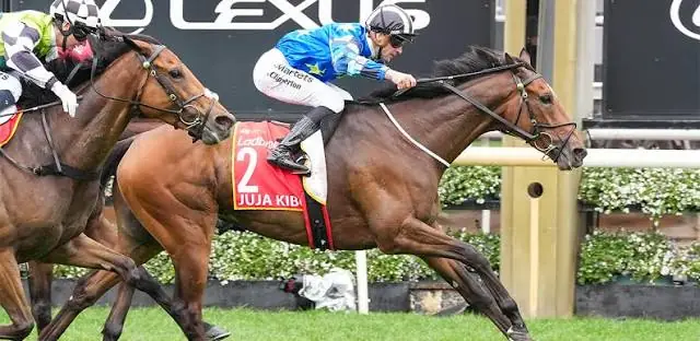 Juja Kibo Wins Moonee Valley Gold Cup to Book Melbourne Cup Spot Image