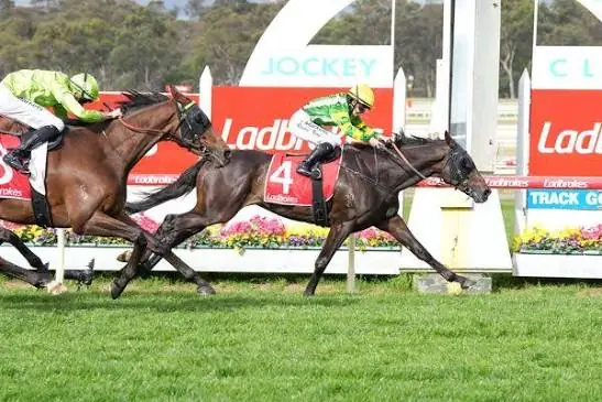 So You Are Wins Bendigo Cup to Boost Melbourne Cup Chances Image