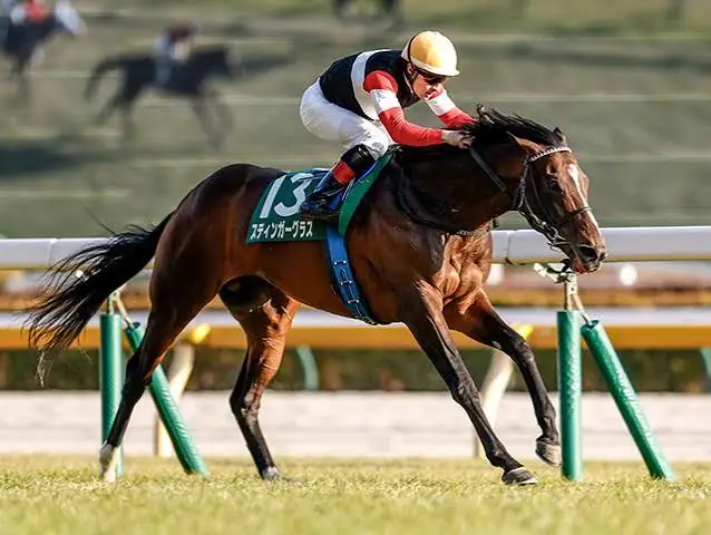 Stinger Glass Ruled Out of Melbourne Cup After Vet Scans Image