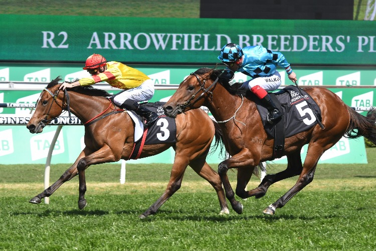 G3 Breeders’ Plate Preview & Analysis
