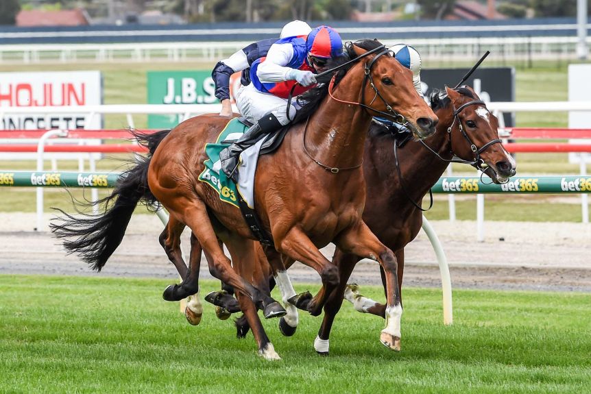 Melbourne Cup Bound Steel Prince Receives Weight Penalty