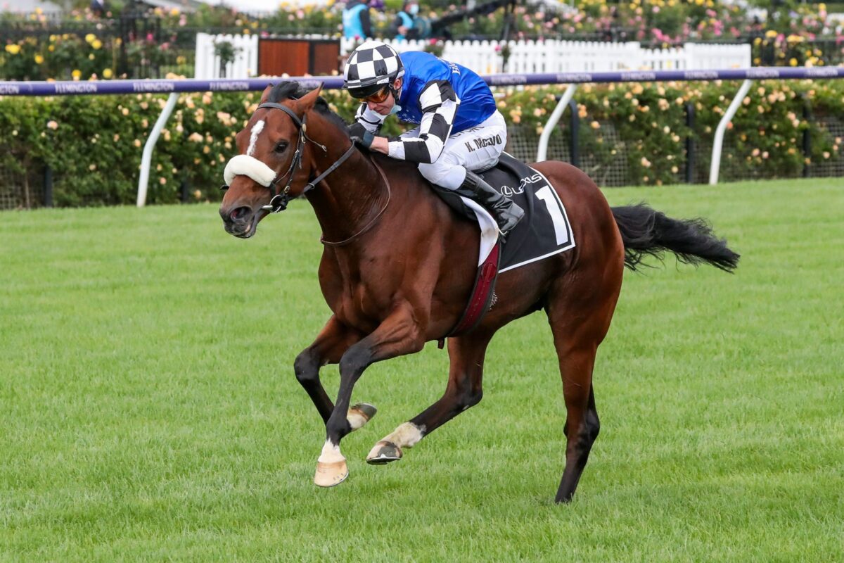 Ashrun To Jump From Ascot Vale Road In The Melbourne Cup