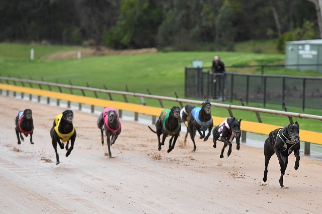 FREE Greyhound Racing Selections – Healesville 3rd September 2021
