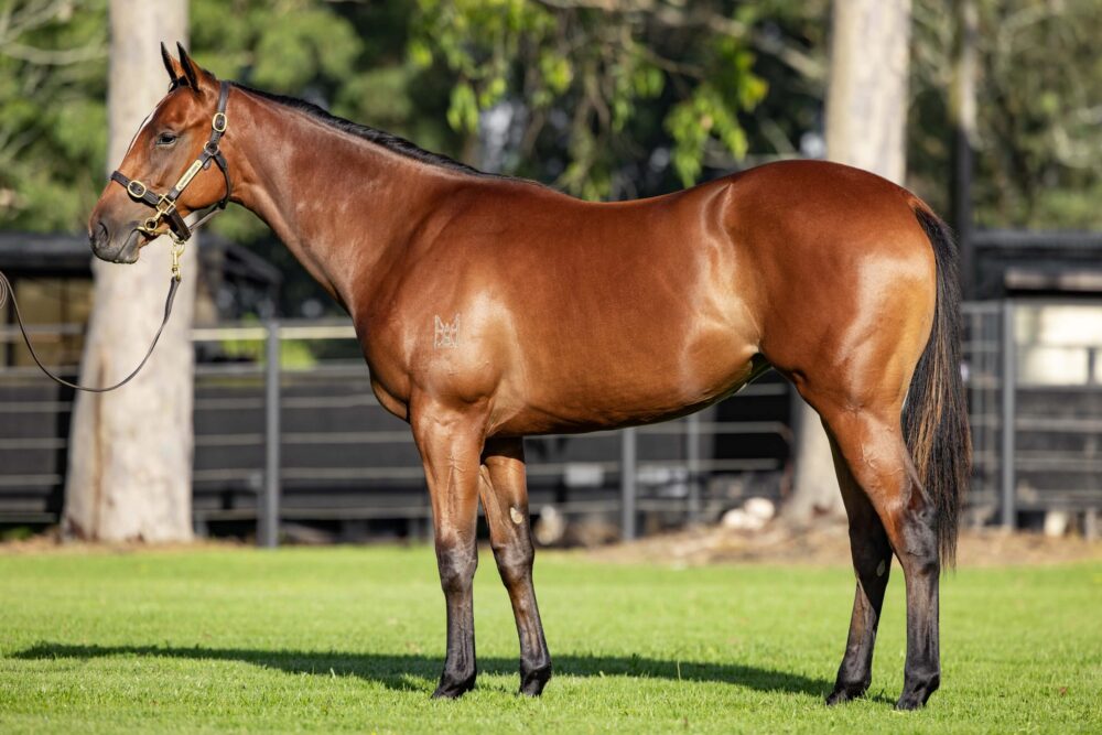 Dundeel x Cavalry Rose – Filly