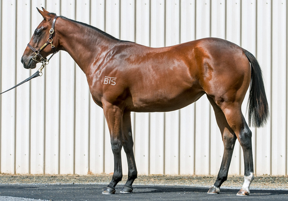Smart Missile x Ready To Live – Filly