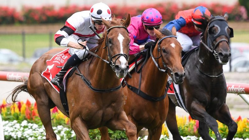Flemington Preview: He's Ready to Earn His Accolades