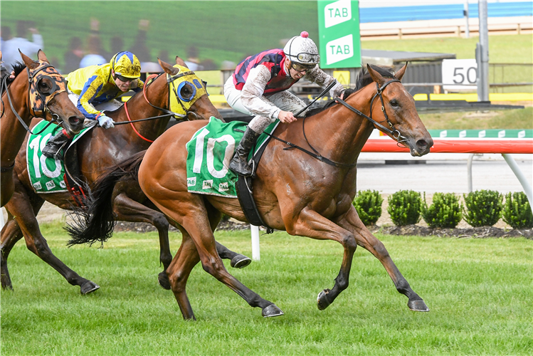 Flemington Preview: King Magnus Is A Class Act