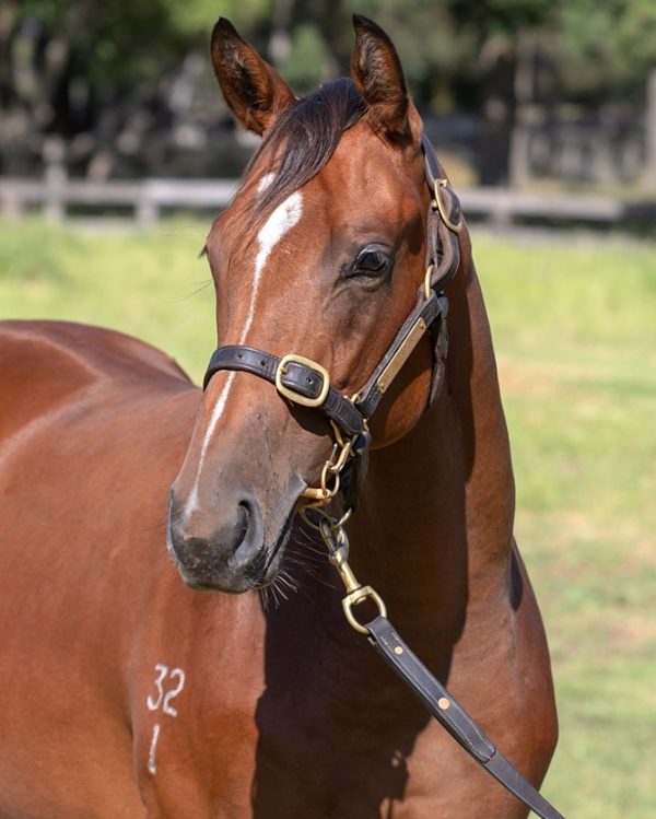 Pariah Filly