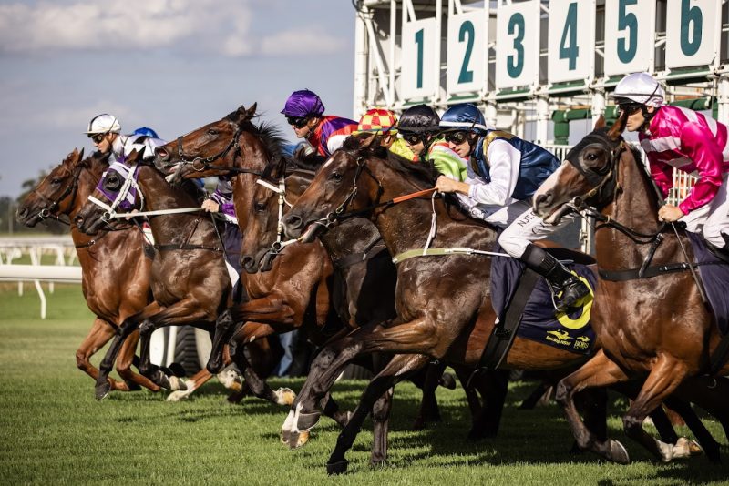 Black Book: Horses You Must Follow From Hawkesbury 3/5